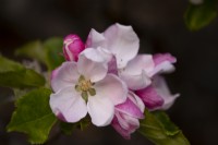 A close-up of Apple Blossom - Malus 