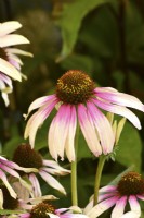 Echinacea `Trevi Fountain`. Two-colored coneflower. September