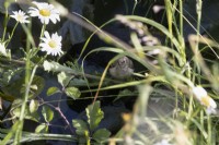A goldfinch fledgling beside a small pond, almost hidden amongst foliage. Summer. June. 