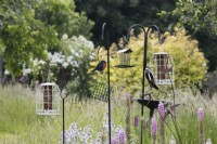 A selection of bird feeders in the middle of a mixed border. A greater spotted woodpecker feeds on one of the bird feeders. 