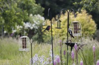 A selection of bird feeders in the middle of a mixed border. A greater spotted woodpecker feeds on one of the bird feeders. Summer. June. 