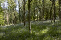 Bluebells grow in a young broadleaved Dartmoor woodland garden. 