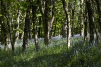 Bluebells grow in a young broadleaved Dartmoor woodland. Spring. May. 
