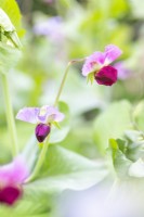 Pea 'Purple Podded' Flower