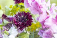 Bouquet of flowers containing Nigellas, Bupleurum griffithii, Amaranthus 'Pygmy Torch', Centaurea 'Black Ball' and Lathyrus 'Wiltshire Ripple'