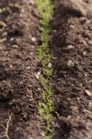 Germinating Herba Stella - Buck Horn or Minutina - Plantago coronopus sown as a salad vegetable in early spring