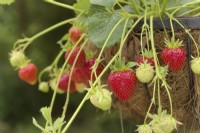 Fragaria Symphony' strawberry growing in a hanging basket