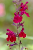 Salvia Silas Dyson