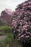 Rhododendron arboreum pink form with Magnolia Marwood Spring at rear