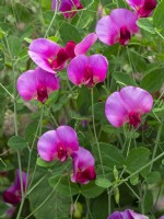 Lathyrus latifolius Everlasting Sweet Pea  July Summer 