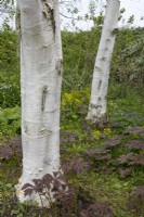 Betula utiilis underplanted with Rodgersia Podophylla at Barnsdale Gardens, April