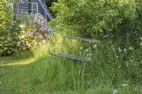 Rustic wooden bench in small meadow with Leucanthemum vulgare; pink roses and wooden outbuilding