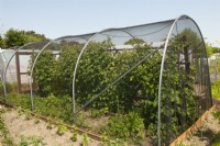 Large fruit cage housing row of Raspberry canes and bed of Strawberries - Open Gardens Day, Shelfanger, Norfolk