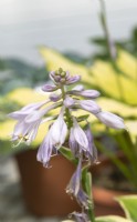 Hosta 'Queen Josephine'