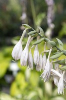 Hosta 'Elegans'