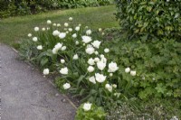 Tulipa 'Snow Crystal' at Barnsdale Gardens, April