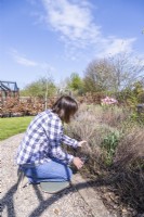 Woman cutting back dried salvia growth