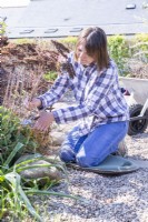 Woman cutting dried sedum stems