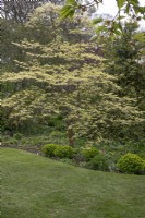 Cornus controversa 'Variegata' at Barnsdale Gardens, April