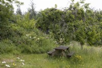 A picnic table within a wild, overgrown cottage style garden with trees behind. June. Summer. 