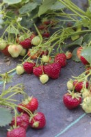 Fragaria x ananassa 'Pegasus' Strawberry - first year plants growing through a mypex ground cover sheet