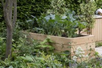 A wooden raised bed planted with Kohl rabi.