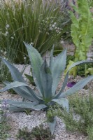 Growing in a Mediterranean style gravel garden, Agave americana, century plant, a spiny fleshy succulent.