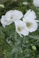 Papaver rhoeas 'Bridal White', white field or corn poppy, an annual flowering from May.