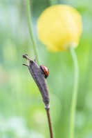 Coccinellidae on Papaver cambricum - Ladybird on a Welsh poppy seedpod