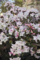 Rhododendron 'Lady Alice Fitzwilliam'