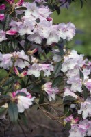 Rhododendron 'Fragrantissimum'