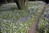 Bluebells - Hyacinthoides and Wild Garlic - Allium ursinum in Marwood Hill Gardens, North Devon