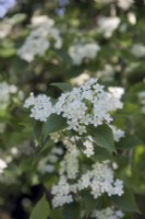 Sorbus meliosmifolia