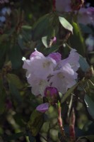 Rhododendron fortunei subsp. discolor