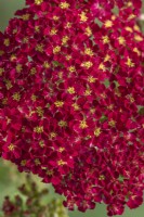 Achillea millifolium 'Rose Madder' flowering in Summer - July