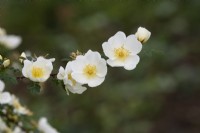 Rosa spinosissima 'Dunwich Rose' - Wild Rose