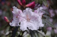 Rhododendron 'Actress'