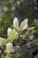 Magnolia 'Yellow Fever'