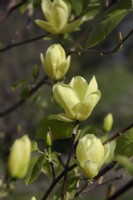 Magnolia 'Lois'