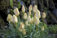 Tulipa linifolia 'Bronze Charm'
