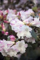 Rhododendron 'Lady Alice Fitzwilliam'