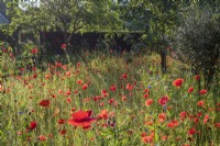 Wild meadow of Papaver rhoeas and Centaurea cyanus in orchard 