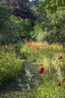 Path through wild flower meadow with Papaver rhoeas and Centaurea cyanus