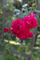 Rosa 'Tradition 95' rose