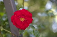 Rosa 'Tradition 95' rose