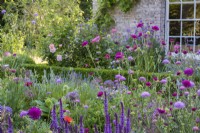 Terrace border with Allium cristophii, Salvias, Scabious and Papaver with house and window in background