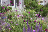 Terrace border with Allium cristophii, Salvias, Scabious with house in background