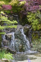 A  rocky waterfall is enclosed in the foliage of  maples, pines and ferns.