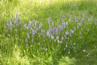 Dactylorhiza fushsii - Common Spotted Orchid