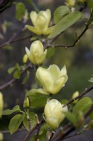 Magnolia 'Lois'